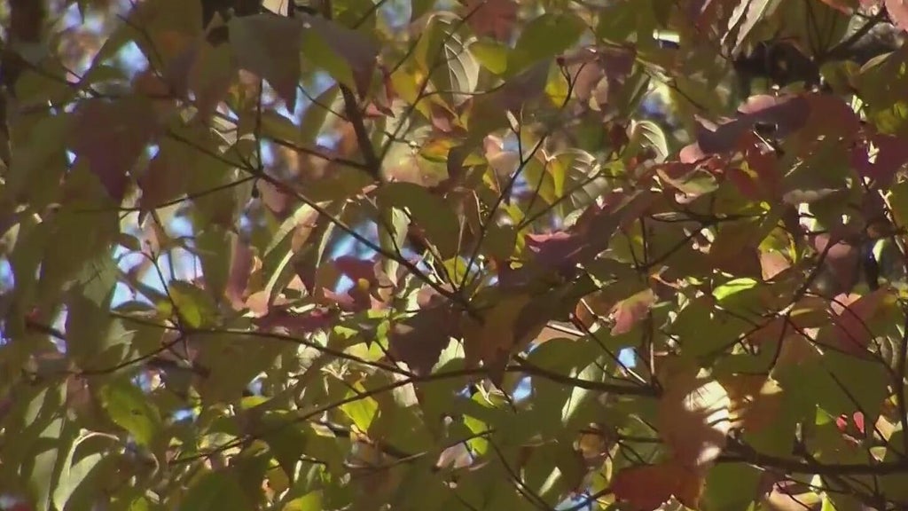 Feeling fall fatigue? Here's how to fight it — Stockbridge Community news